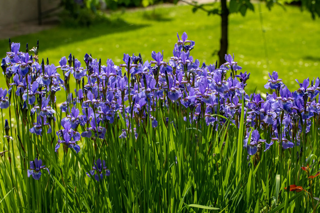 Purple Flame Iris (Iris versicolor &