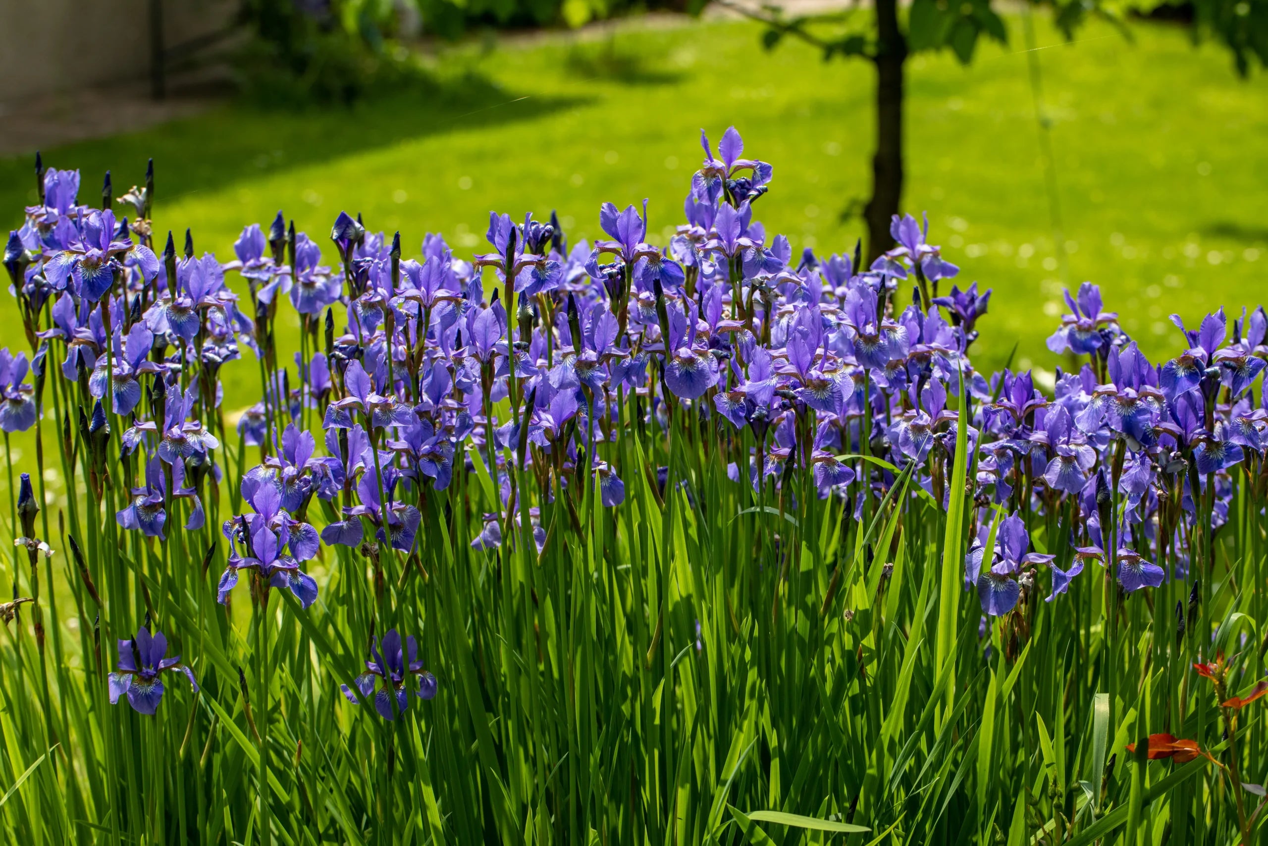 Purple Flame Iris (Iris versicolor &