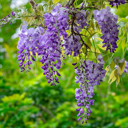 Amethyst Falls Wisteria (Wisteria FR 'Amethyst Falls')