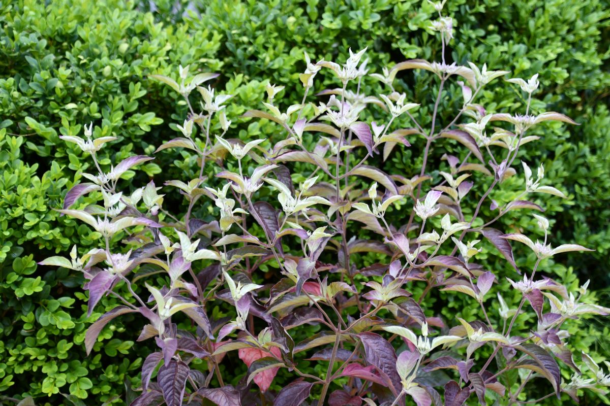 Smokey Mountain Mint (Pycnanthemum x &