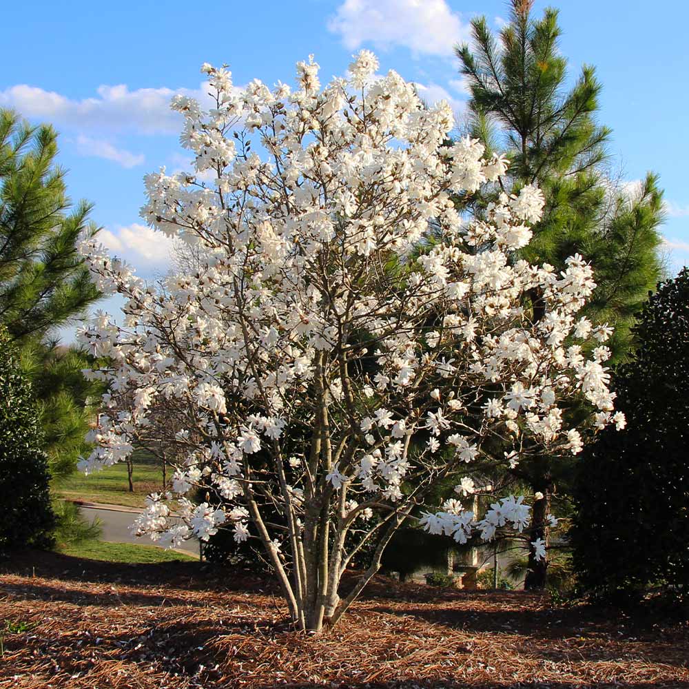 Royal Star Magnolia (Magnolia stellata &