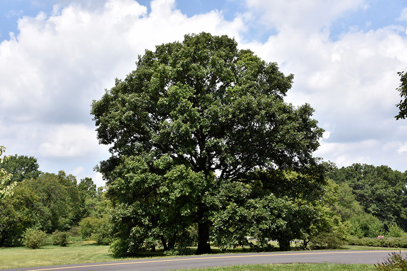 Swamp White Oak (Quercus bicolor) - 3 gallon