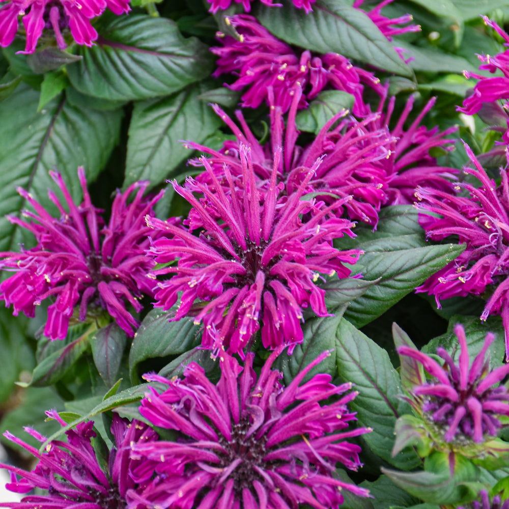 Sugar Buzz® Rockin Raspberry Bee Balm (Monarda &