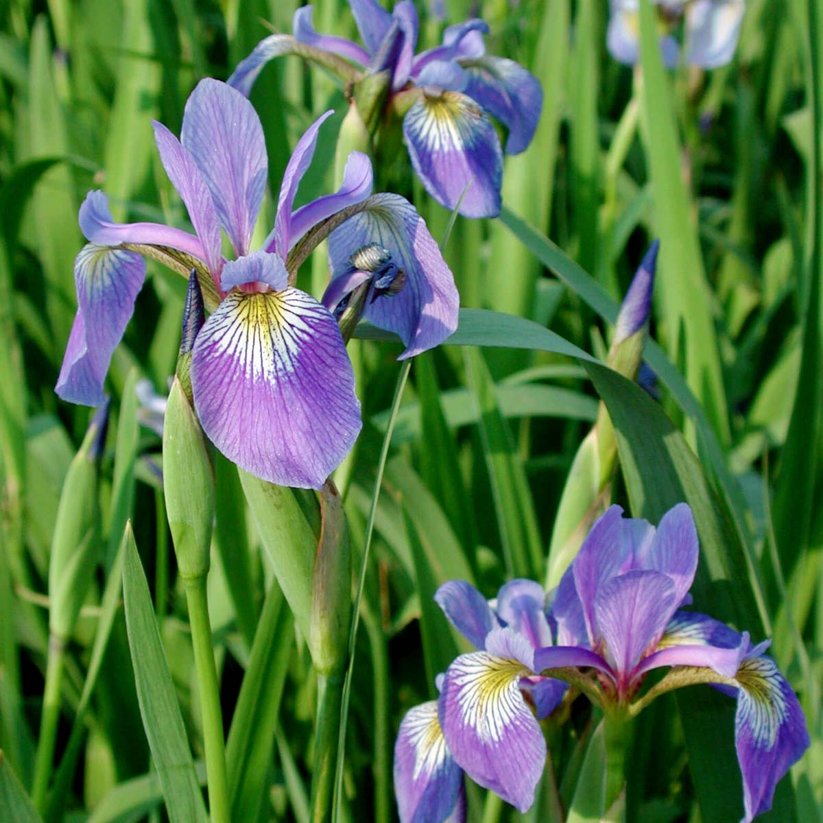 Northern Blue Flag Iris (Iris versicolor) - 1 gallon