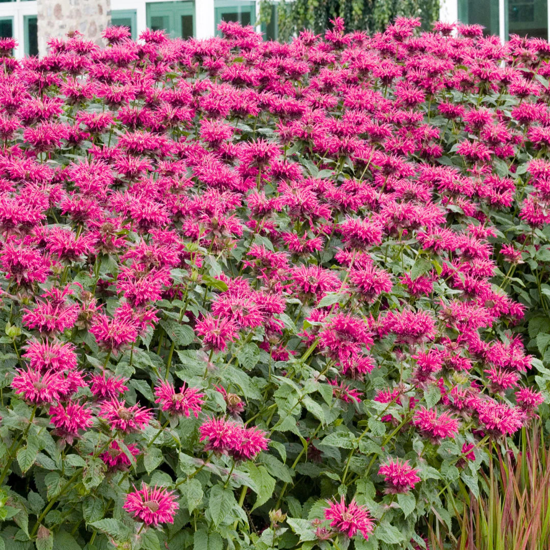 Raspberry Wine Bee Balm (Monarda &