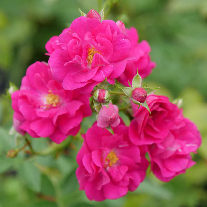 Oso Easy Peasy® Rose (Rosa &