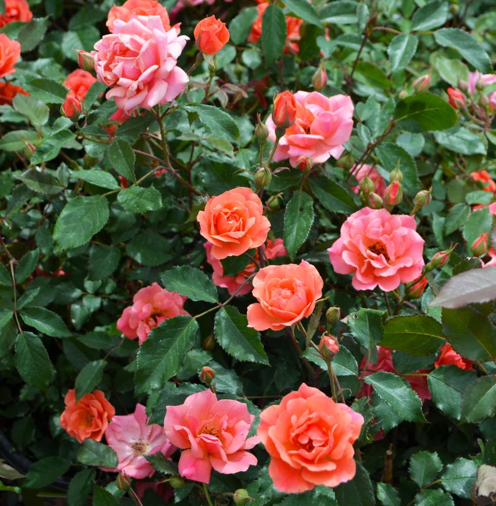 Burst of Joy™ Rose (ROSE BURST OF JOY) - 3 gallon