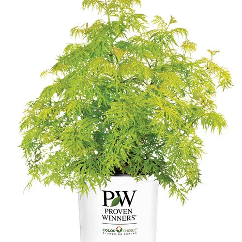 Lemony Lace® Elderberry (Sambucus lemony &