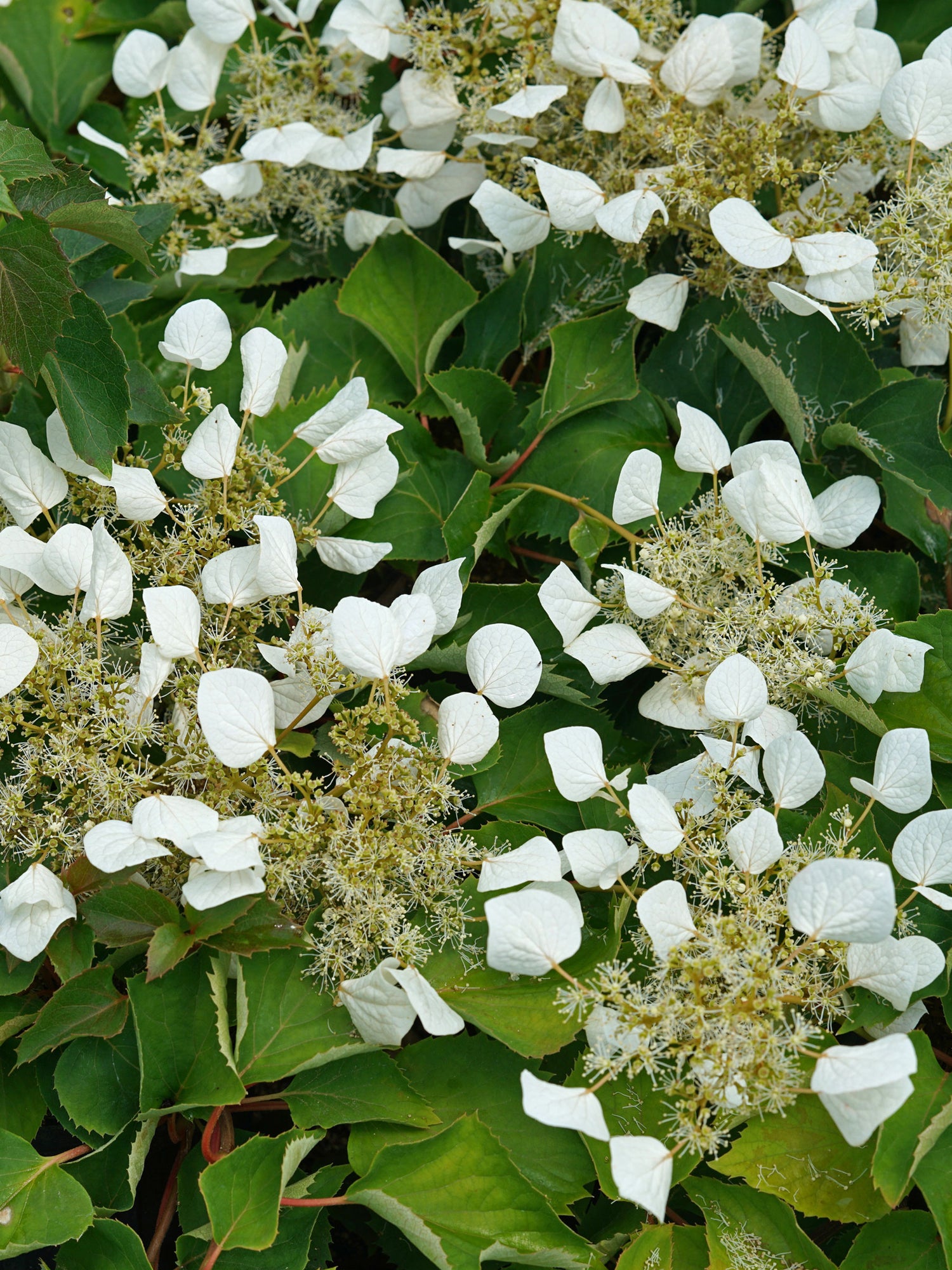 Flirty Girl® Climbing Hydrangea (SCHIZOPHRAGMA FLIRTY GIRL) - QT