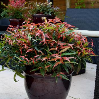 Leocothoe Rejoyce (Leucothoe rejoyce) - 2 gallon 12"
