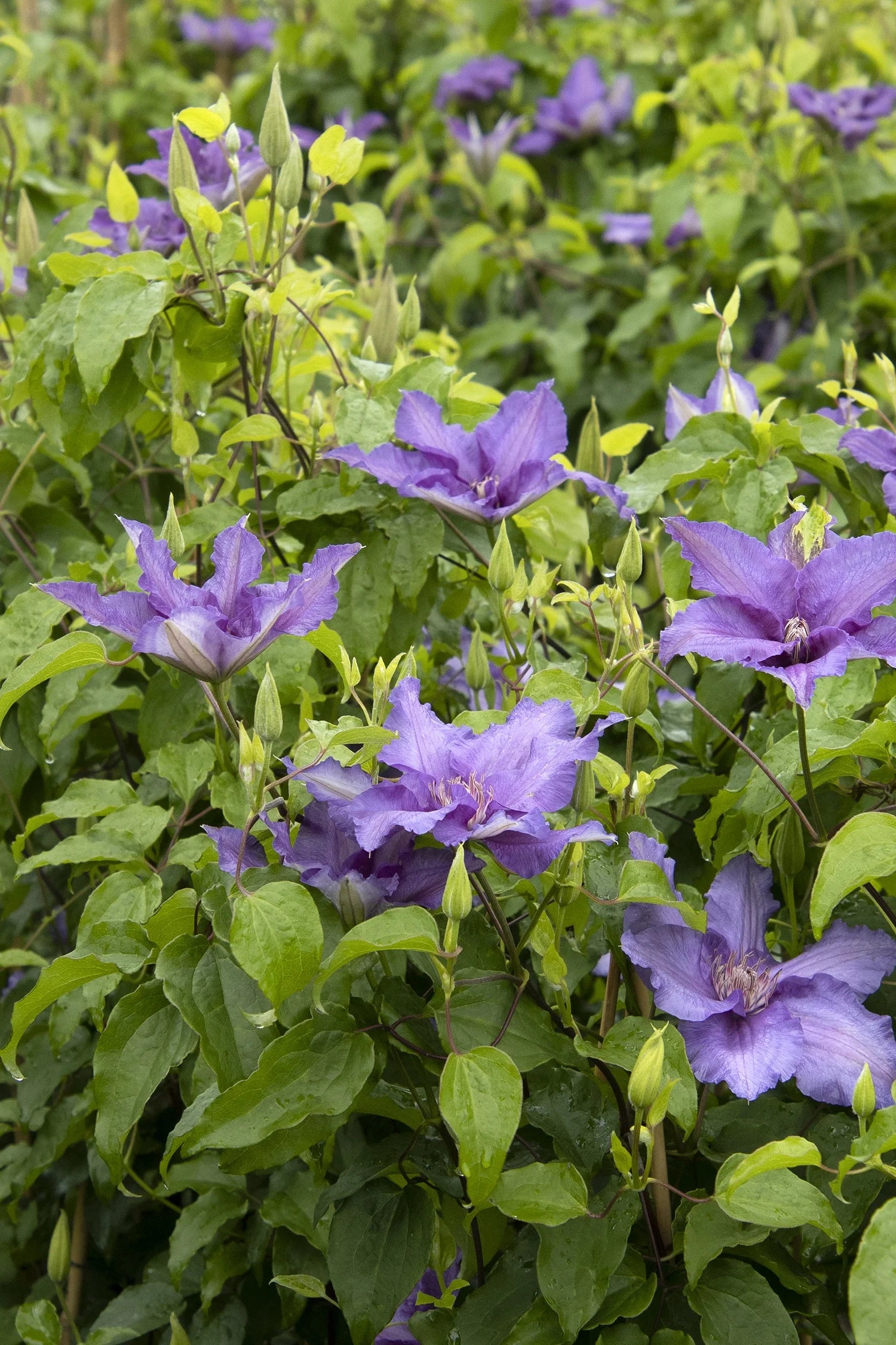 Purple flowers with green leaves in a natural setting