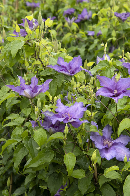 Purple flowers with green leaves in a natural setting