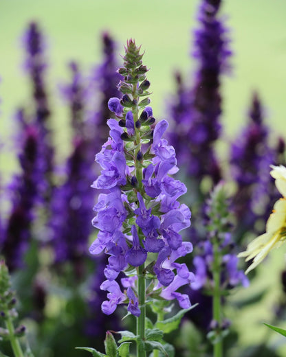 Blue Marvel Salvia (Salvia nemerosa &