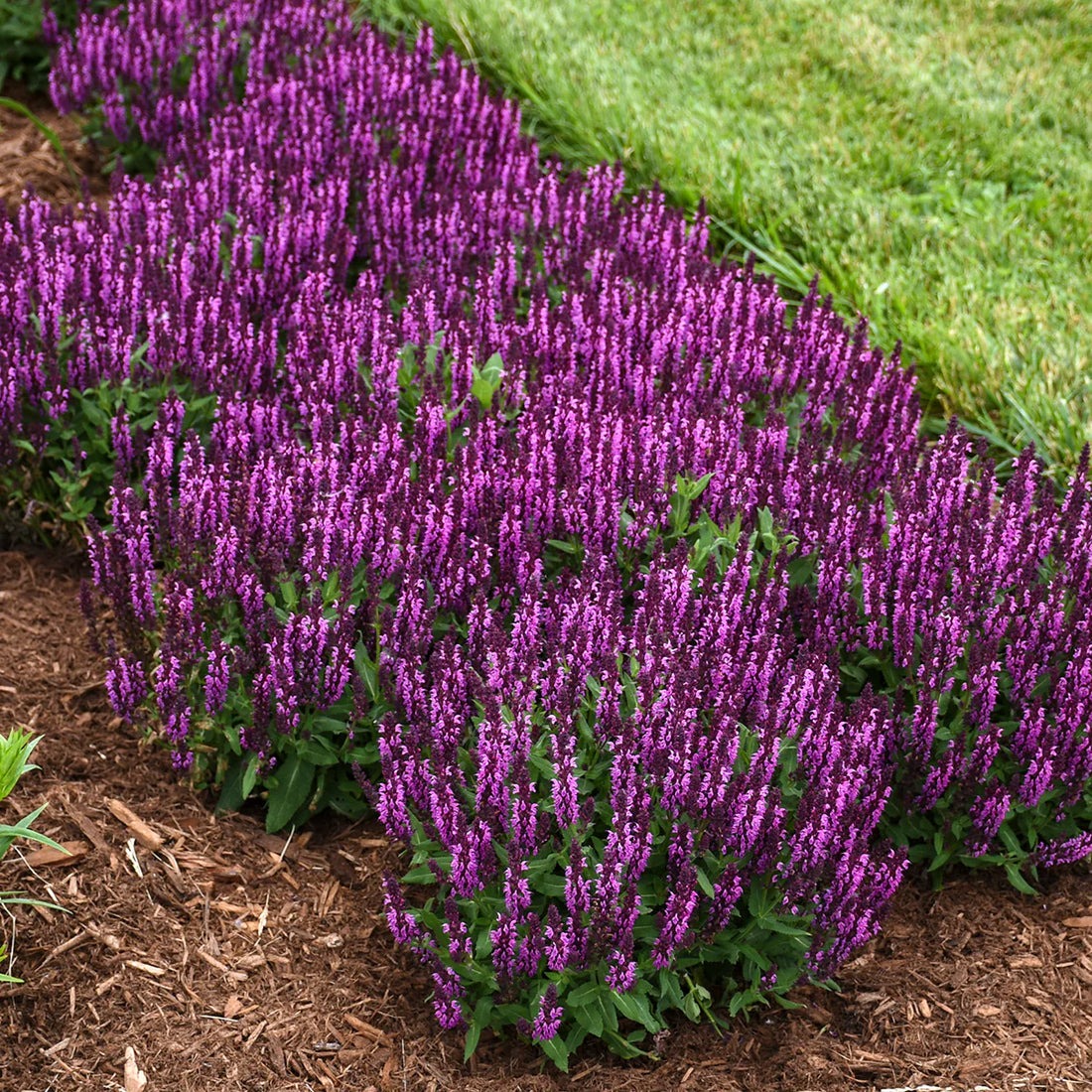 Bumbleberry Garden Sage (Salvia bumbleberry) - 1 gallon