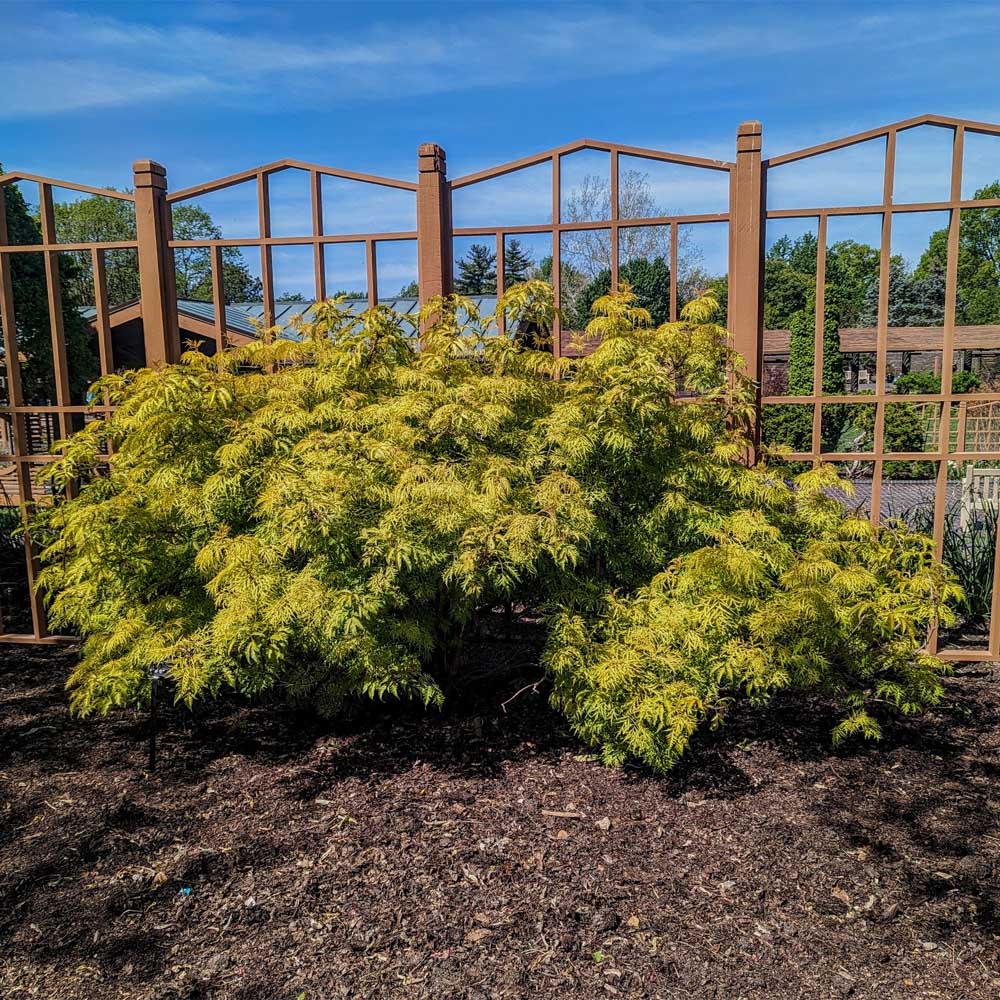 Lemony Lace® Elderberry (Sambucus lemony &