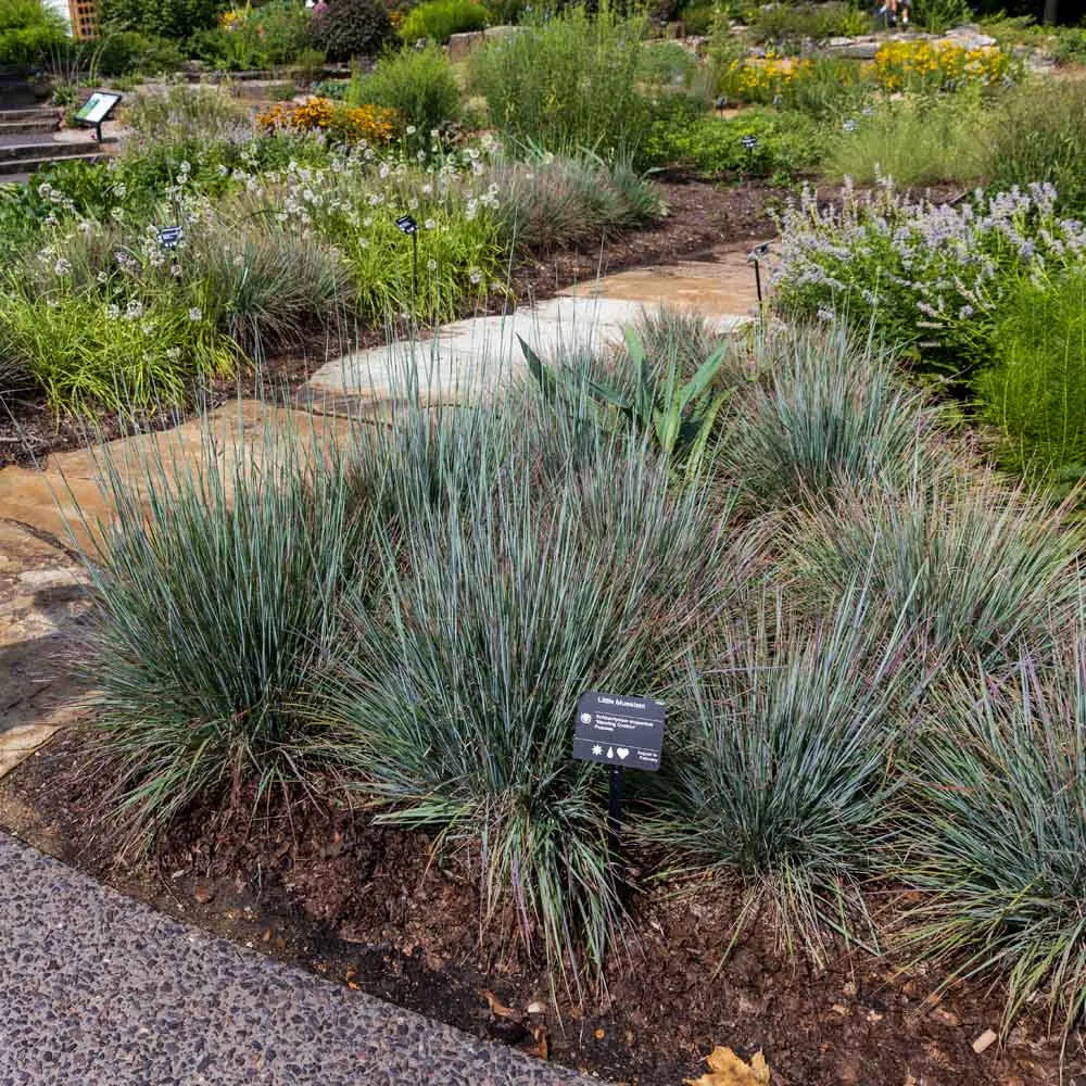 Standing Ovation Little Bluestem (Schizachyrium &