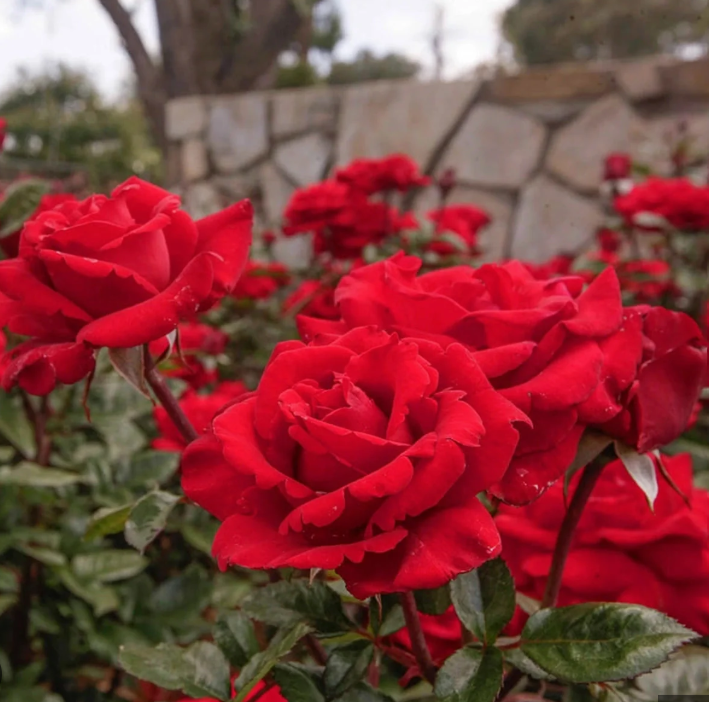 Legends™ Hybrid Tea Rose (Rosa &