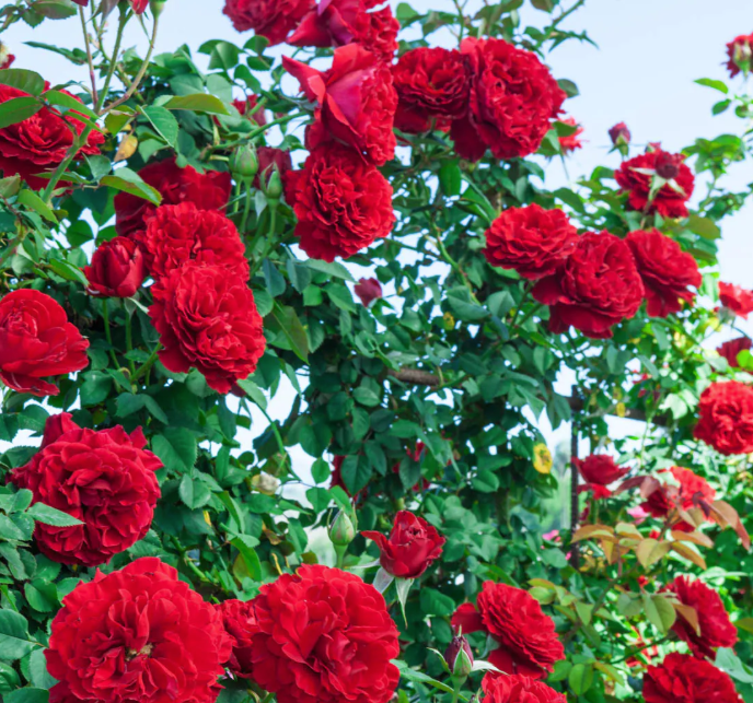 Lady In Red™ Climbing Rose (Rosa &