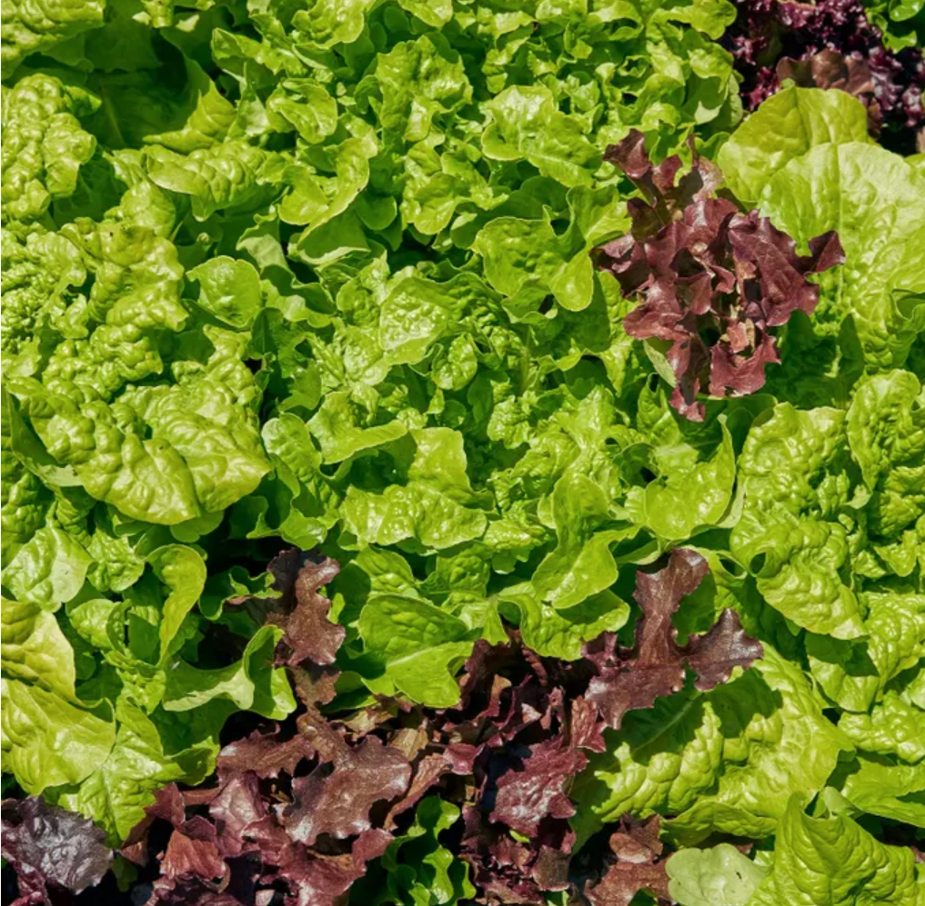 Looseleaf Blend Lettuce (Lactuca sativa  Looseleaf Blend) - QT