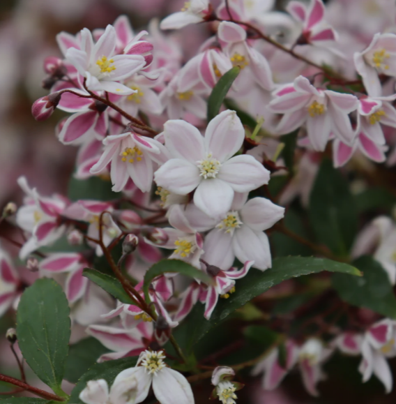 Yuki Kabuki™ Deutzia (Deutzia x ‘Yuki Kabuki’) - QT
