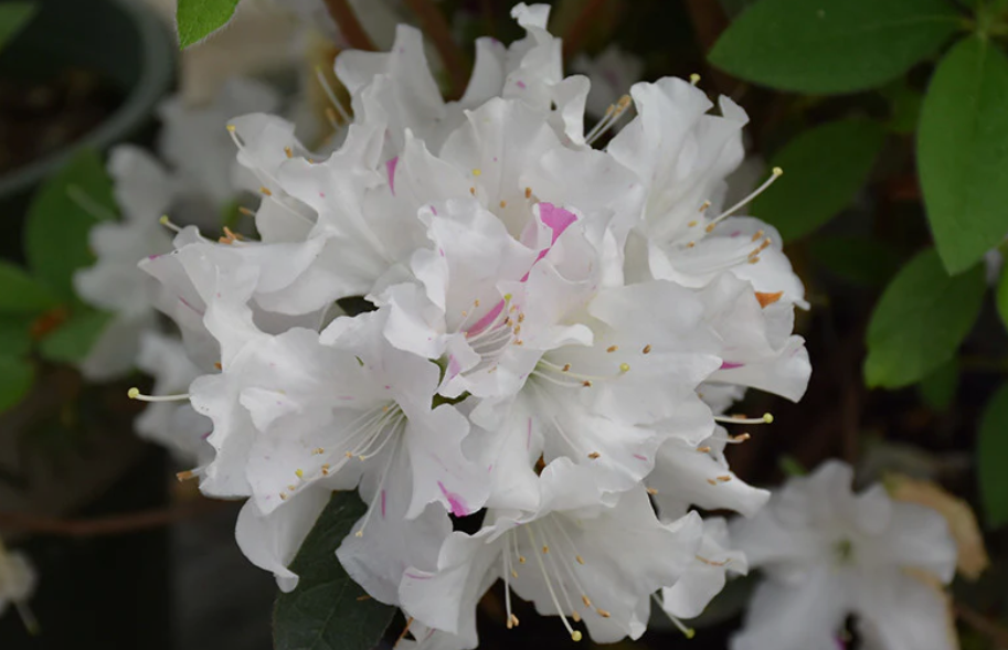 Autumn Lily® Encore Azalea (Rhododendron &