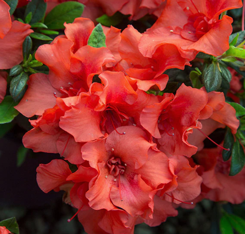 Autumn Embers® Azalea (Rhododendron x ‘Autumn Embers’) - 1 gallon