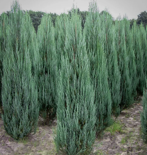 Blue Arrow Juniper (JUNIPER SC. BLUE ARROW) - 1 gallon
