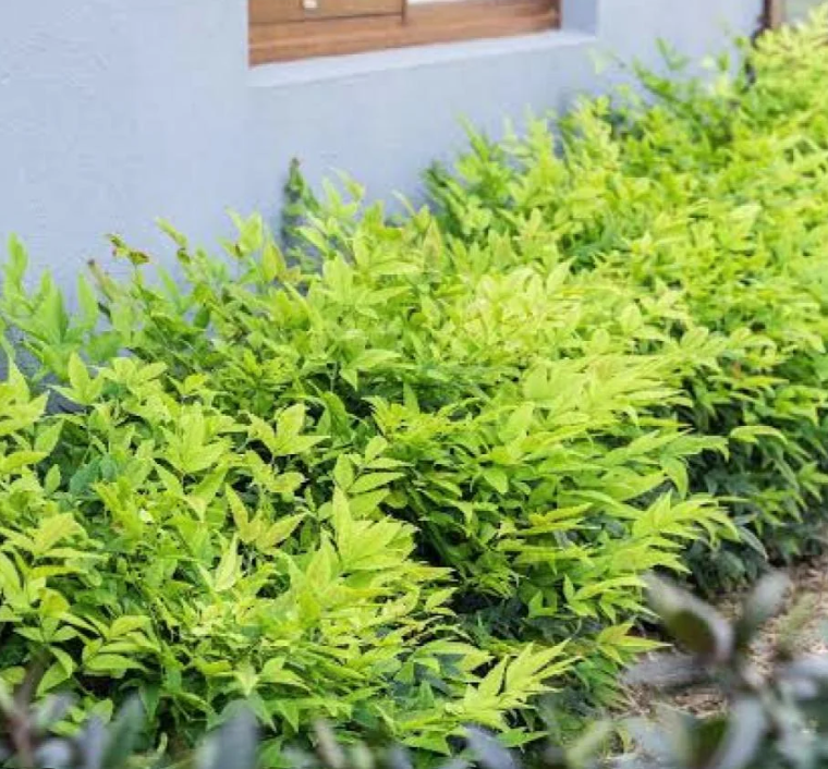 Lemon Lime Nandina (NANDINA LEMON LIME) - 3 gallon