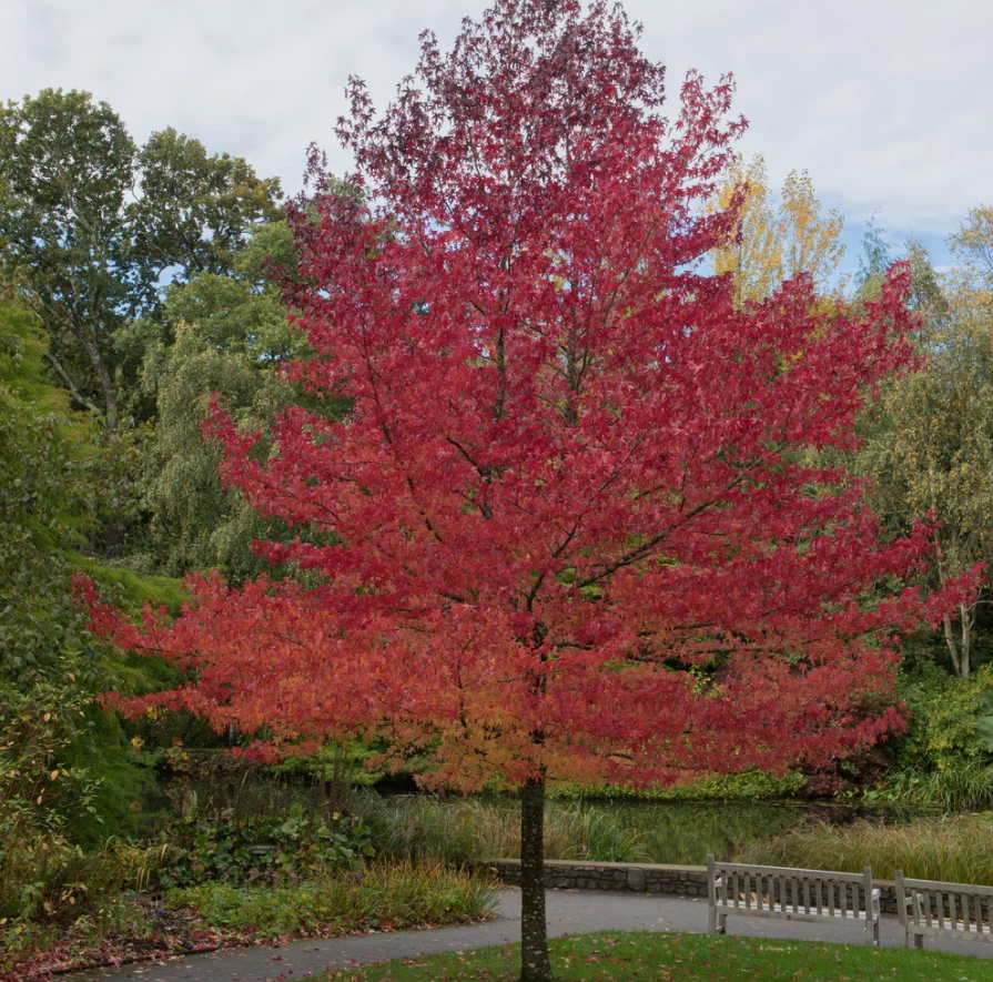 Happidaze Sweetgum (LIQUIDAMBAR HAPPIDAZE) - 3 gallon TREE