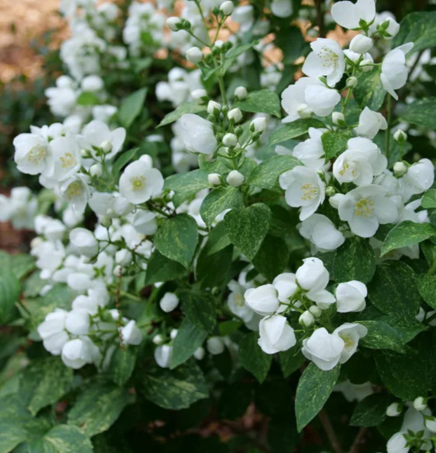 Illuminati Sparks™ Mock Orange (PHIL. ILLUMINATI SPARKS) - QT