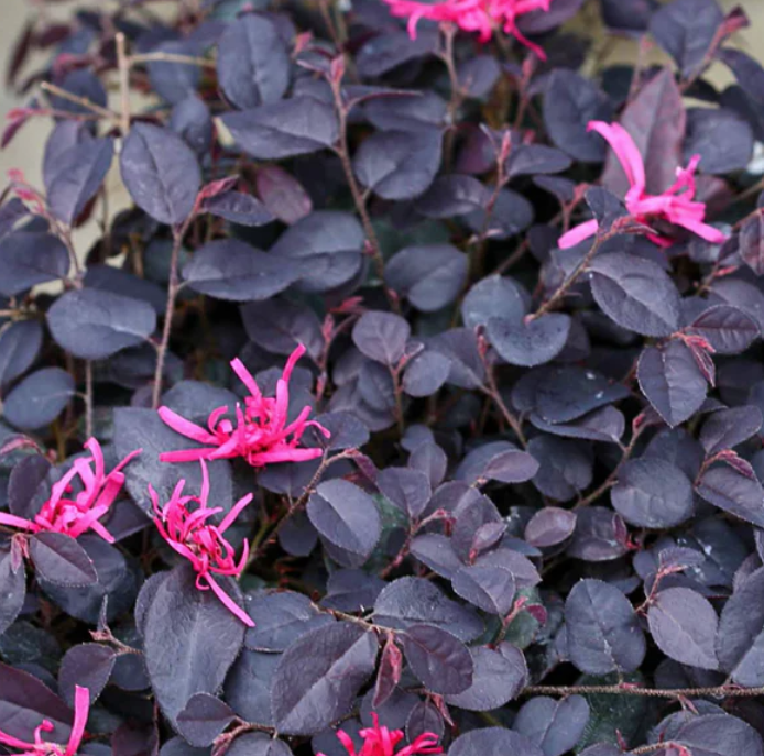 Jazz Hands Mini® Loropetalum (LOROPETALUM JAZZ HANDS MINI) - QT