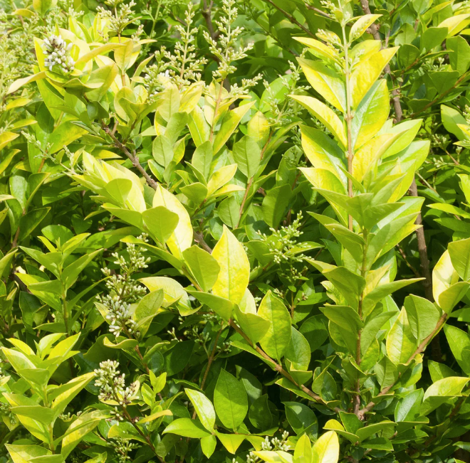 Golden Ticket® Privet (LIGUSTRUM X GOLDEN TICKET) - QT