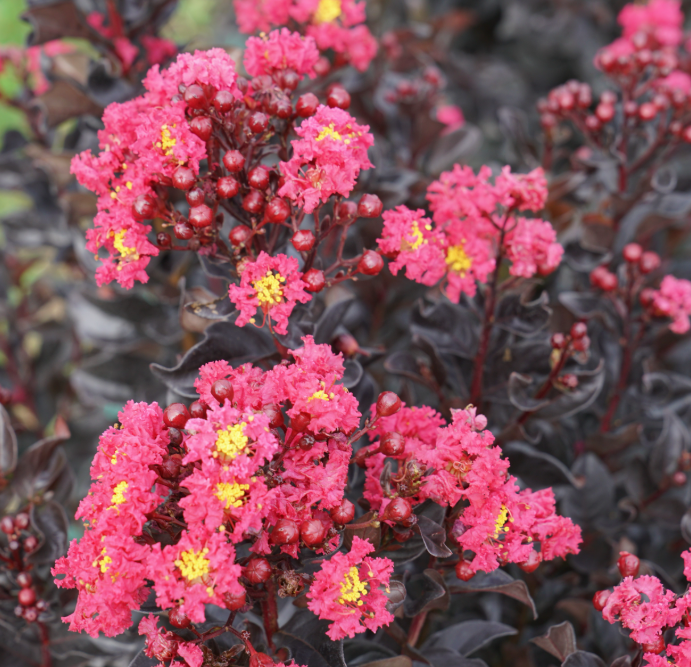 Center Stage® Pink Crape Myrtle (LAGERSTROEMIA CENTER STAGE® PINK) - QT