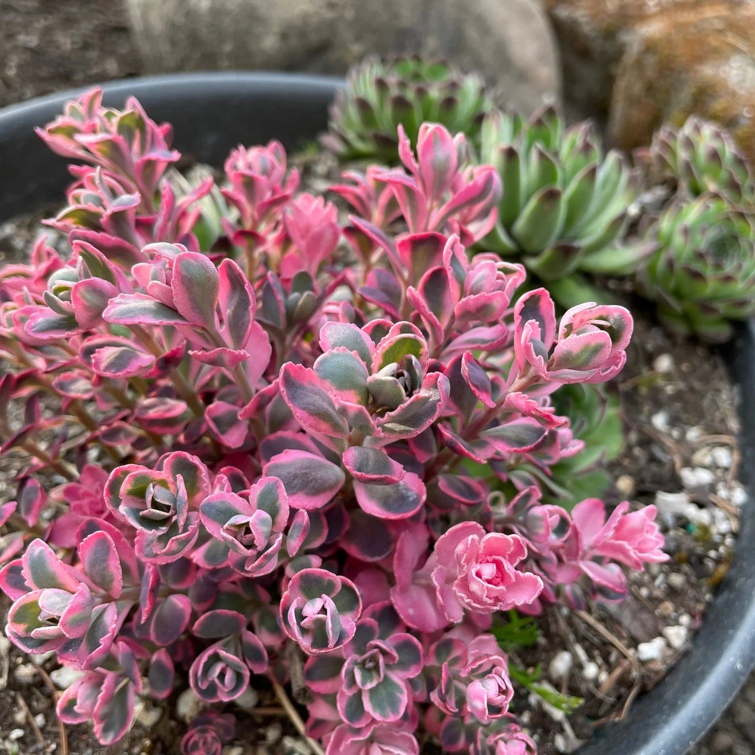 SunSparkler® Dream Dazzler Stonecrop (Sedum dream &