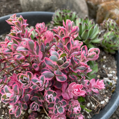 SunSparkler® Dream Dazzler Stonecrop (Sedum dream &
