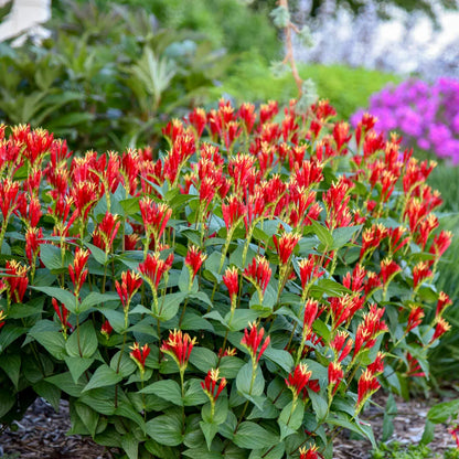 Little Redhead Indian Pink (Spigelia M &