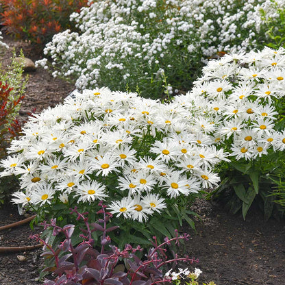 Amazing Daisies® &
