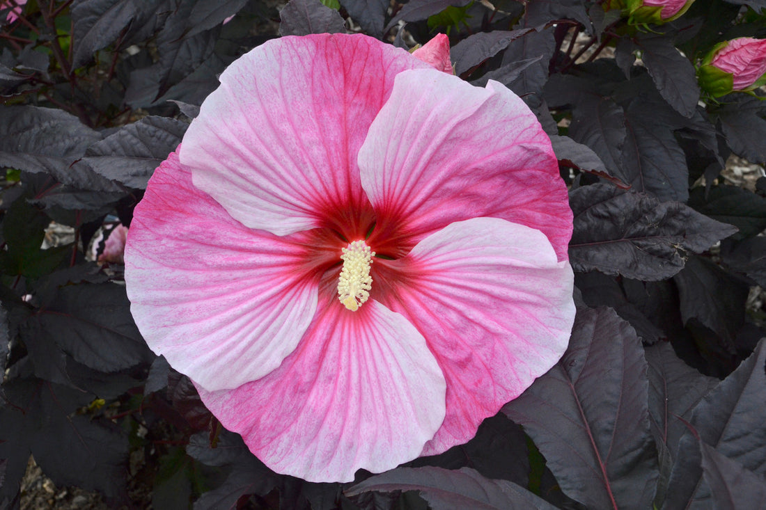 Starry Night Rose Mallow (Hibiscus starry &