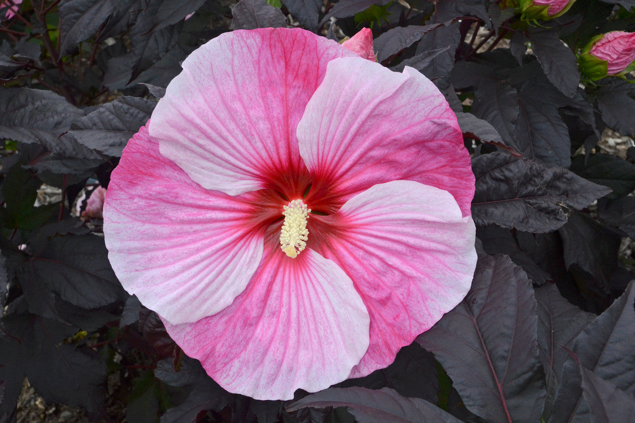 Starry Night Rose Mallow (Hibiscus starry &