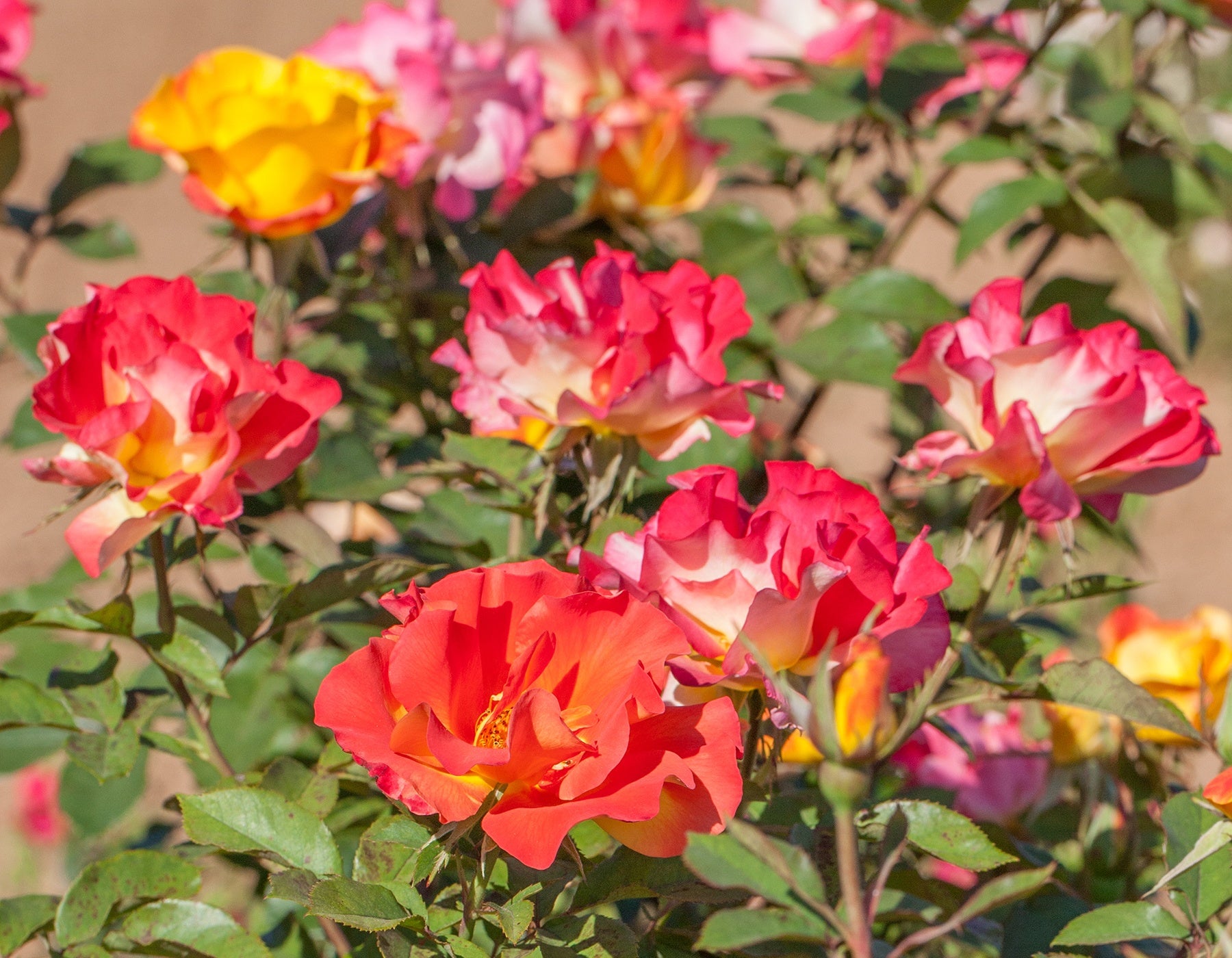 Sunset Horizon™ Rose (Rosa sunset &