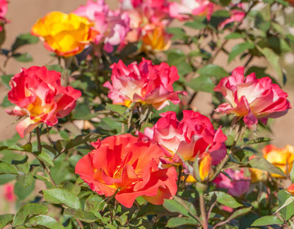 Sunset Horizon™ Rose (Rosa sunset &