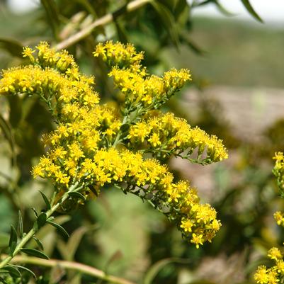 Fireworks Goldenrod (Solidago fireworks) - 1 gallon
