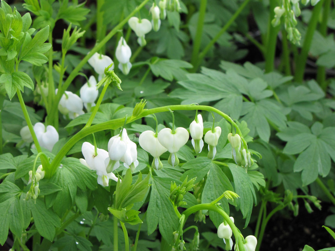 Old Fashion Bleeding Heart (Dicentra spectabilis &
