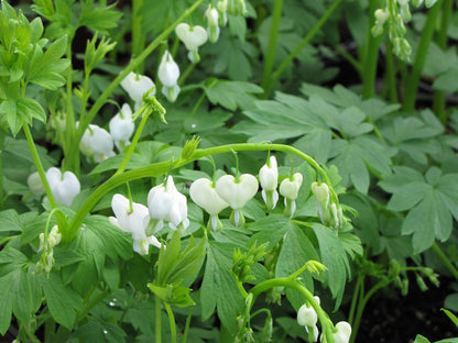 Old Fashion Bleeding Heart (Dicentra spectabilis &