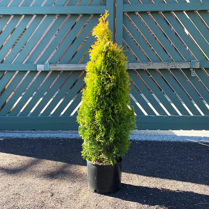 Jantar Arborvitae (THUJA OCC. JANTAR)