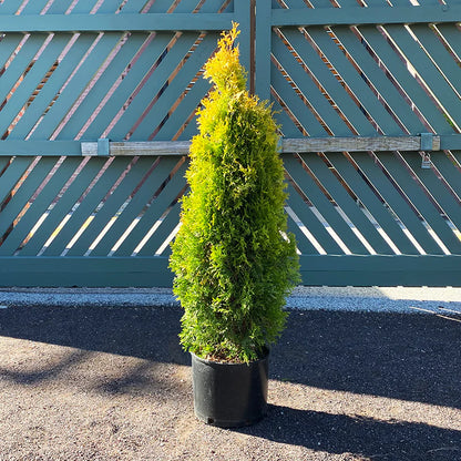 Jantar arborvitae (Thuja occidentalis &