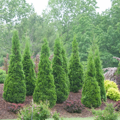 Emerald Petite Aborvitae (Thuja occidentalis &