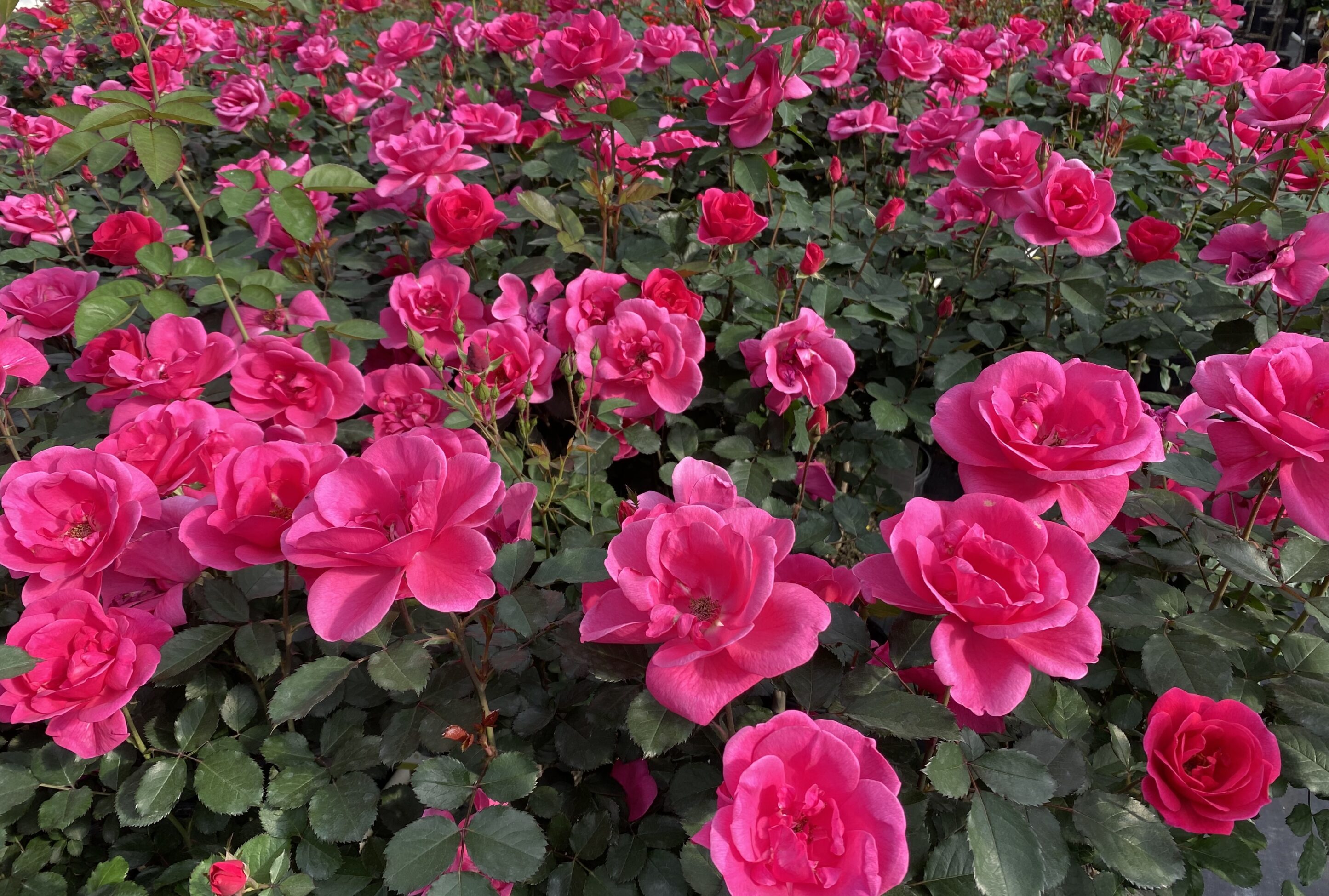 Rose Miracle on the Hudson™ Pink (Rosa miracle &