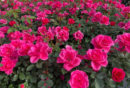 Rose Miracle on the Hudson™ Pink (Rosa miracle &
