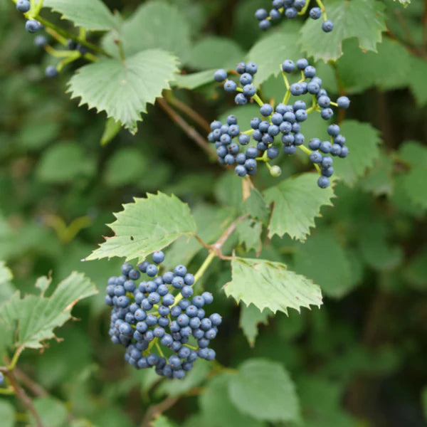 Blue Muffin® Arrowwood Viburnum (Viburnum dentatum &
